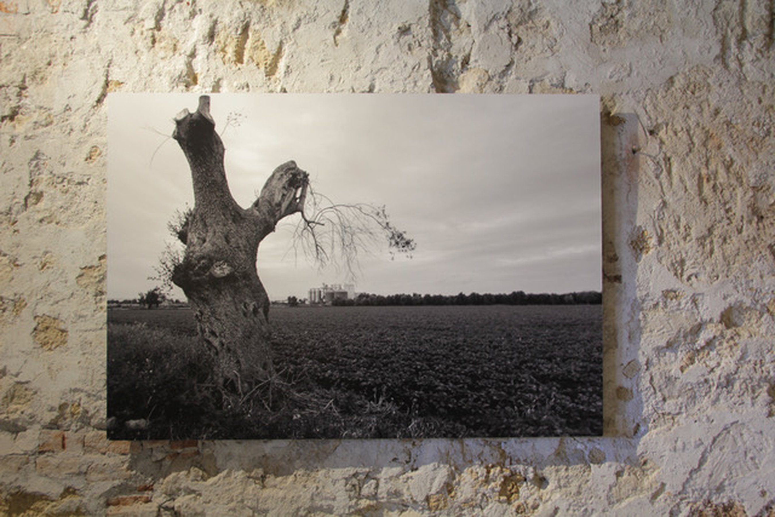 Olive Tree, Cassibile, Sicily