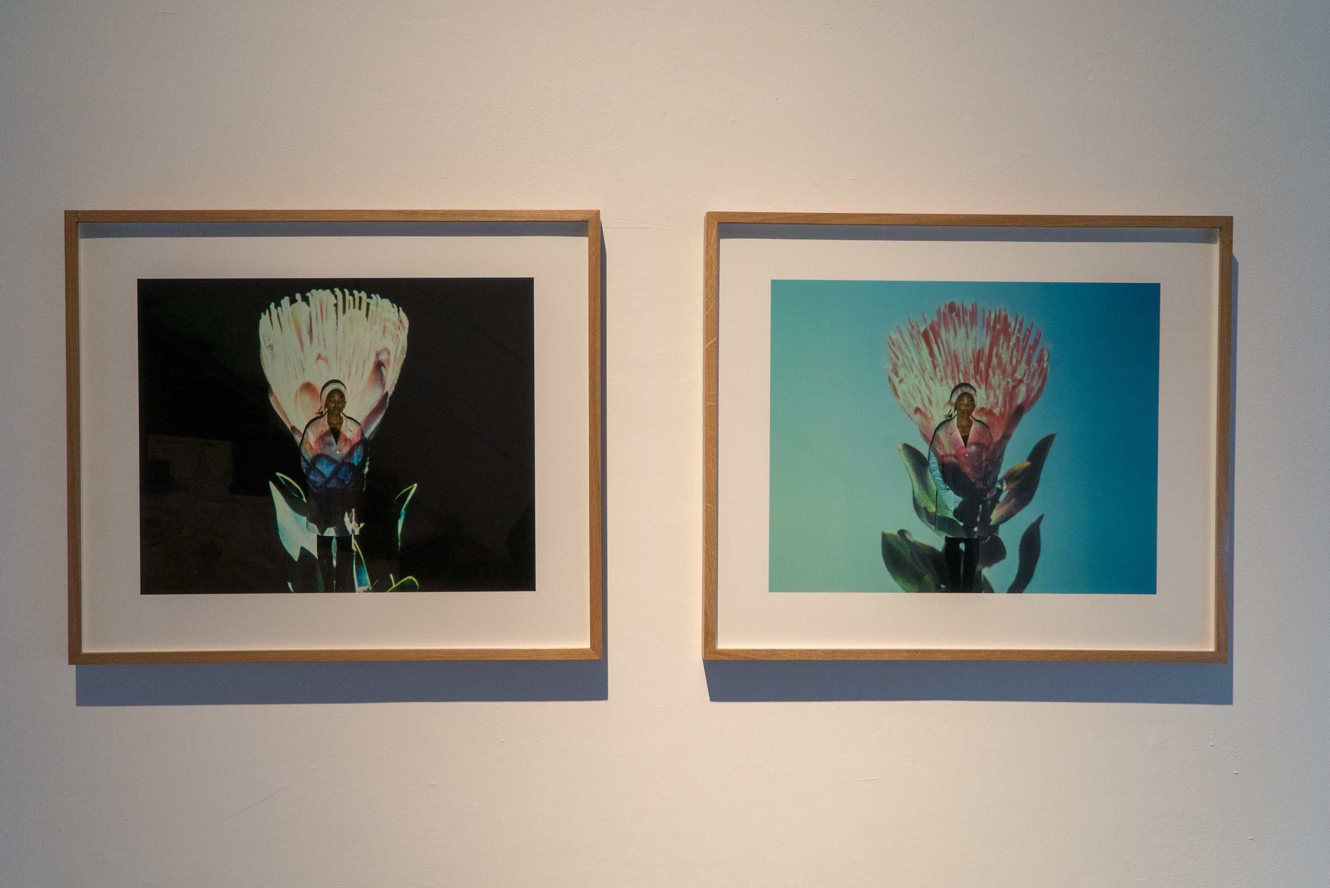 Plant Echoes 2018, installation view at Laveronica arte contemporanea