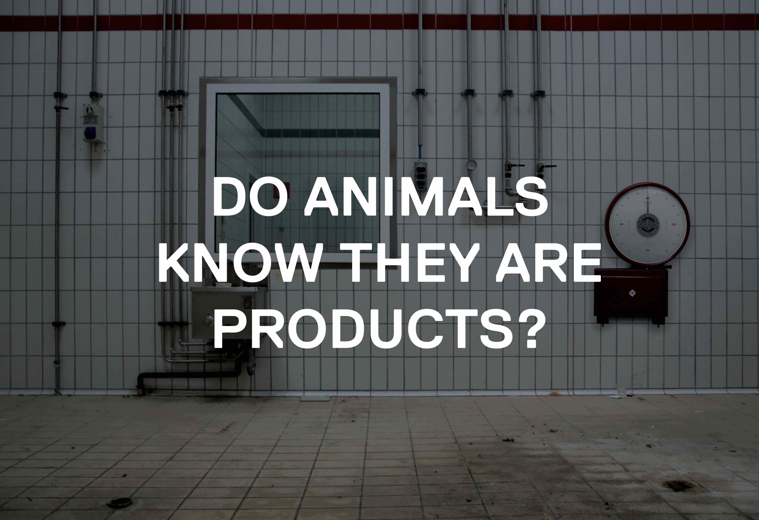 Do Animals...?
